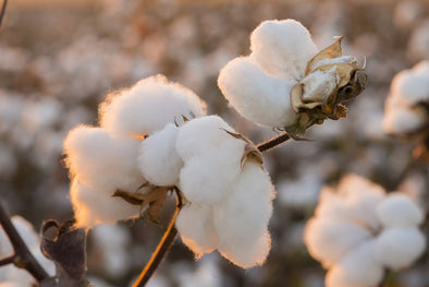 Organic Cotton | Tluxe Australian Made Sustainable Clothing